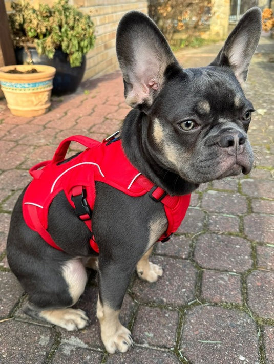 Premium Dog Harness – Comfortable Fit for All Breeds