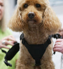 Premium Dog Harness – Comfortable Fit for All Breeds