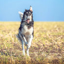 Waterproof Electric Dog Collar – Remote Training & Anti-Bark Device 1000m