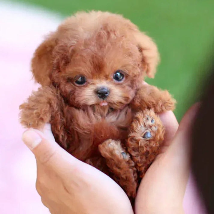 Realistic Robotic Dog Plushie – Interactive Dog Toy That Walks Barks & Wags Tail