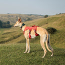 Premium Dog Harness – Comfortable Fit for All Breeds