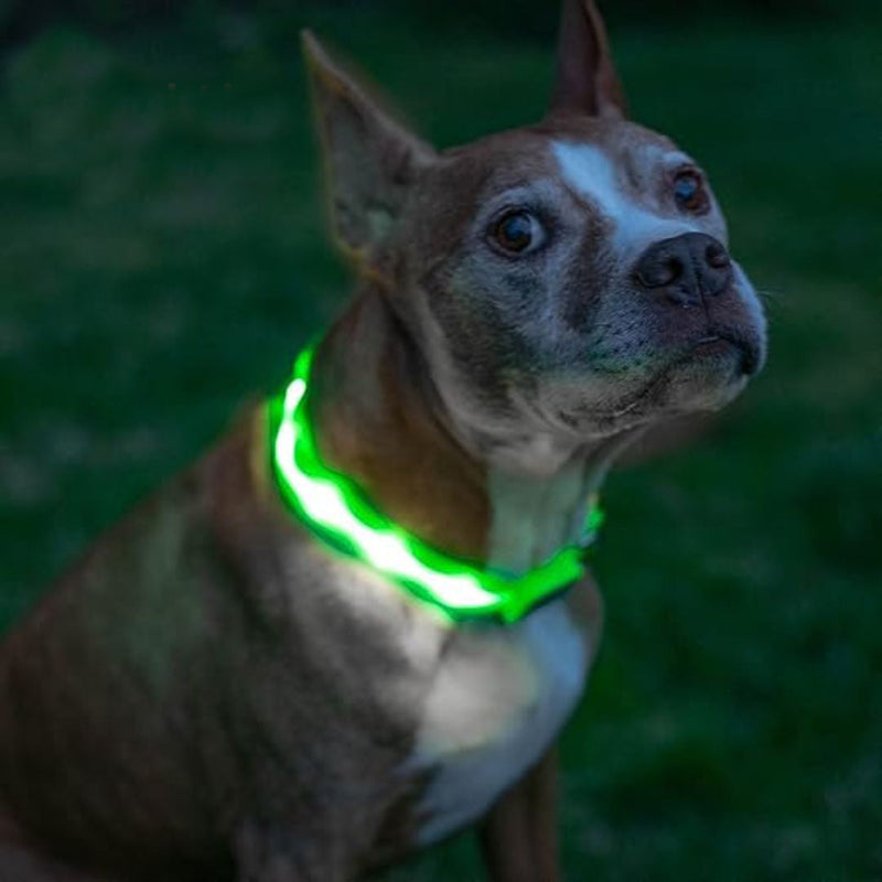 Rechargeable LED Dog Collar