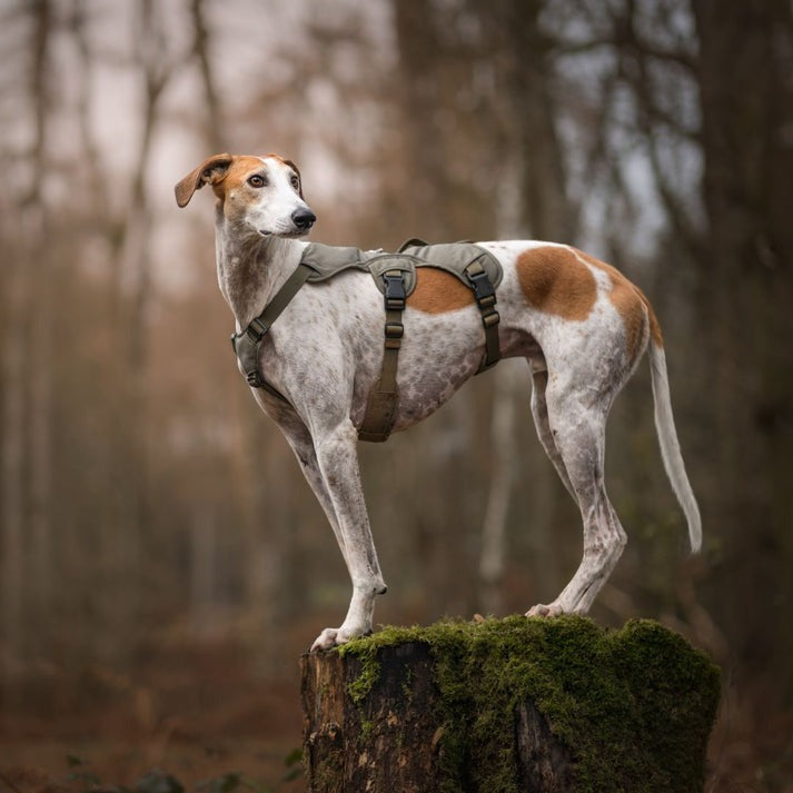 Premium Dog Harness – Comfortable Fit for All Breeds