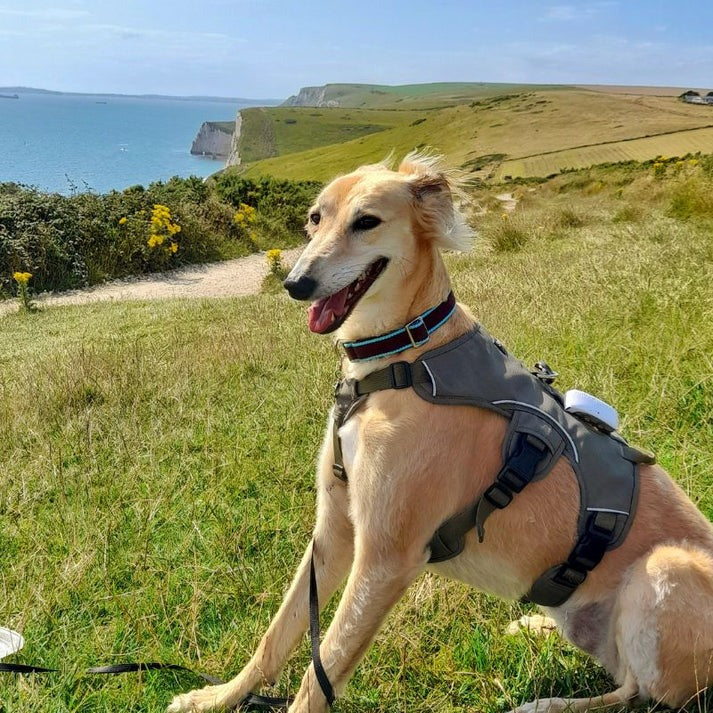 Premium Dog Harness – Comfortable Fit for All Breeds